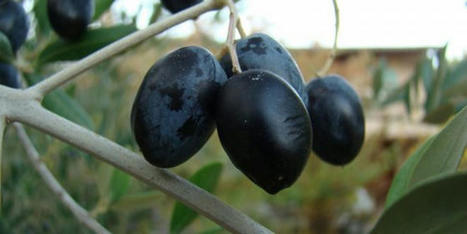 MAROC, futur leader des exportations d'olives noires aux États-Unis ? – | CIHEAM Press Review | Scoop.it