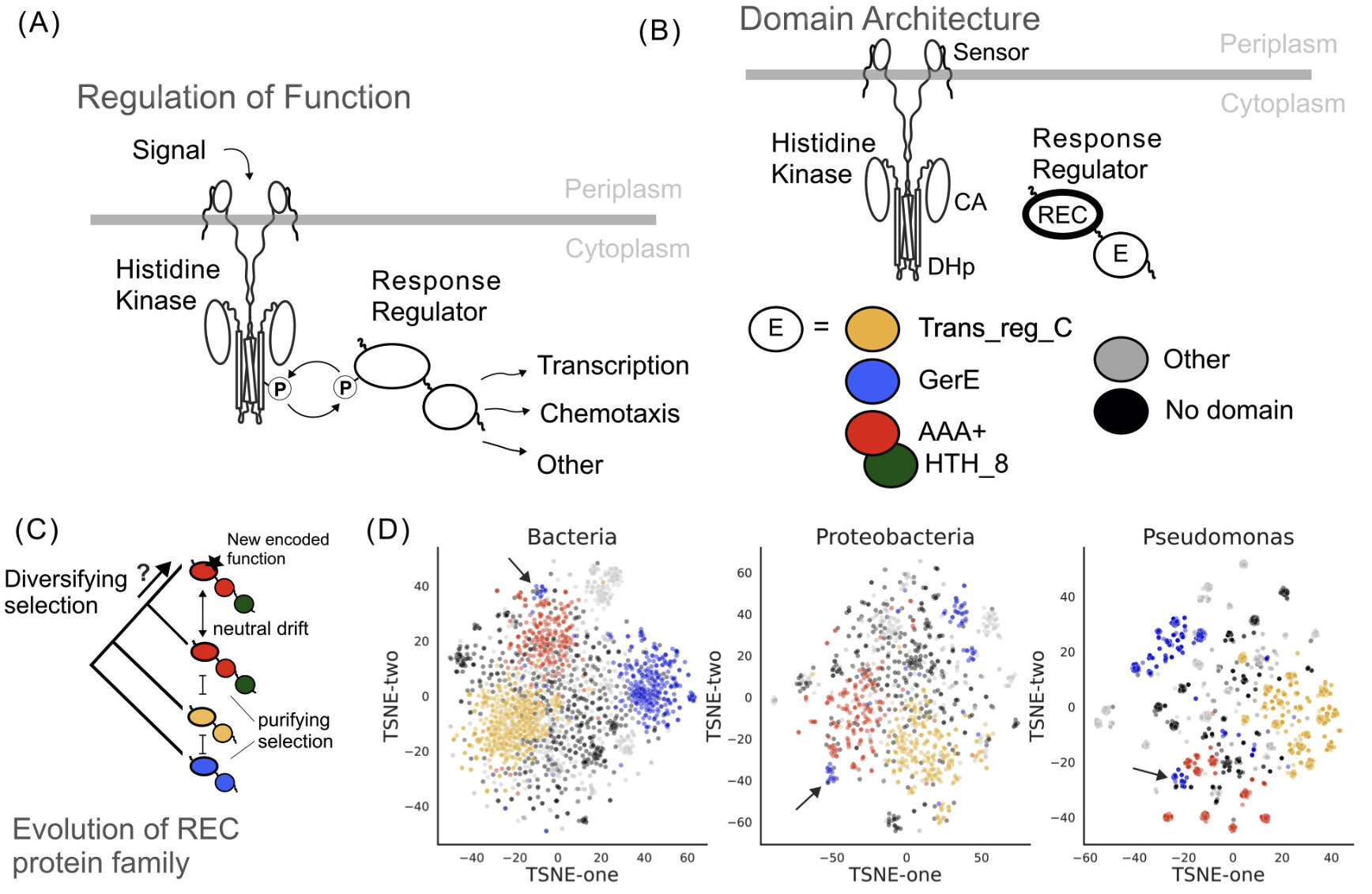 REC protein family expansion by the emergence o...