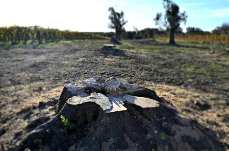 Increased Precision in Europe's New Xylella Fastidiosa Legislation | CIHEAM Press Review | Scoop.it