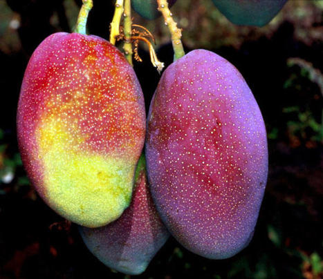 Suivi entomologique des ravageurs de manguier, Ile de la R&eacute;union | EntomoNews | Scoop.it