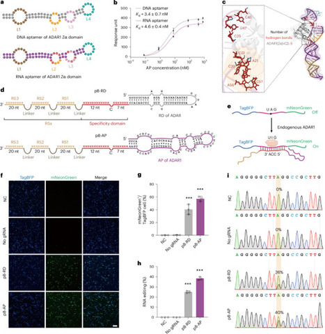 Aptamer-mediated multivalent endogenous ADAR1 recruitment for highly efficient RNA editing | Nmet | RMH | Scoop.it