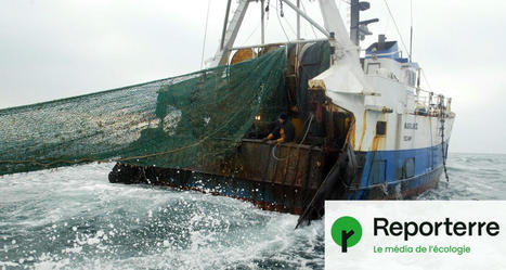 Victoire pour la MÉDITERRANÉE : la GRÈCE interdit la pêche au chalut dans ses aires marines protégées | CIHEAM Press Review | Scoop.it