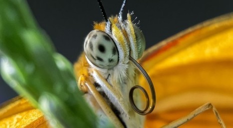 Movo Extension Tubes on the Nikon 1 - Tom Stirr | Mirrorless Cameras | Scoop.it