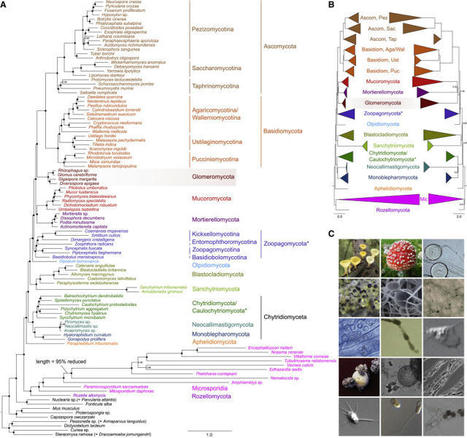 Fungal Tree of Life | bioinformatics-databases | Scoop.it