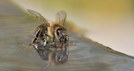 Des scientifiques ont appris à des abeilles à identifier un cas de Covid-19 en quelques secondes | EntomoNews | Scoop.it