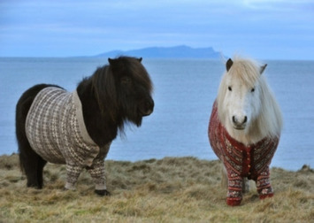 Pony-inspired Shetland knitting tours planned - Scotsman (blog) | Visiting The Past | Scoop.it