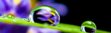 Recr&eacute;er des surfaces superhydrophobes et antibu&eacute;e en s&rsquo;inspirant de la nature | EntomoNews | Scoop.it