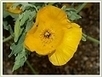 Les nouveautés de faune flore Massif central | HORTICULTURE | Scoop.it