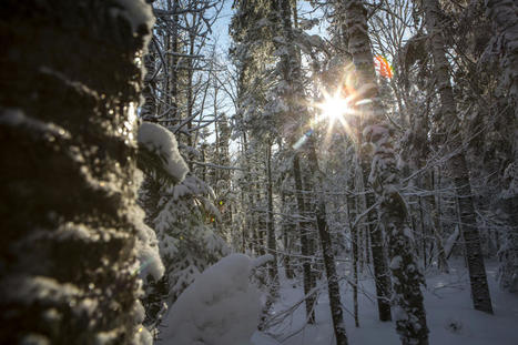 Deux cadeaux de Noël pour les amateurs de nature | Ils parlent de nous ! | Scoop.it