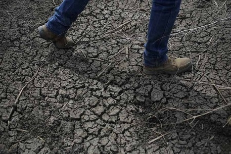 How rice farmers in Africa can point us out of California's water crisis - Christian Science Monitor | SRI Global News-- January-April, 2026 -- System of Rice Intensification (SRI) | Scoop.it
