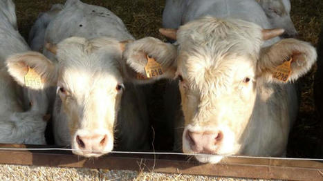 En 2024, la production de viande va baisser, mais moins vite qu’en 2023 | Actualité Bétail | Scoop.it