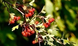 Haws light way for the worm hunters | Environment | The Guardian | Nature Flash | Scoop.it