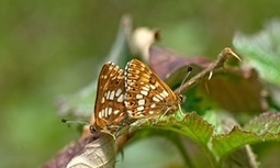 Decline in over three-quarters of UK butterfly species is 'final warning', says Chris Packham | Biodiversité | Scoop.it