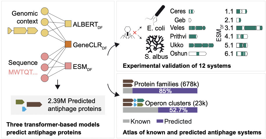Protein and genomic language models uncover the...