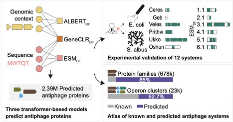 Protein and genomic language models uncover the unexplored diversity of bacterial immunity | sci | RMH | Scoop.it