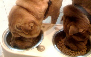 If Google's Management Doesn't Use Google+, Then Why Should You? | Machinimania | Scoop.it