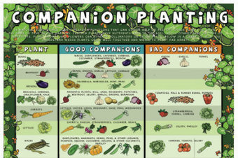Gardening: Companion Planting Chart | Organic F...
