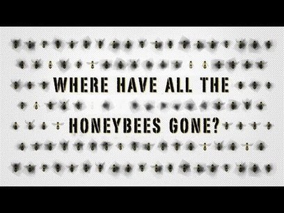 The case of the vanishing honeybees - TED-Ed | Eclectic Technology | Scoop.it