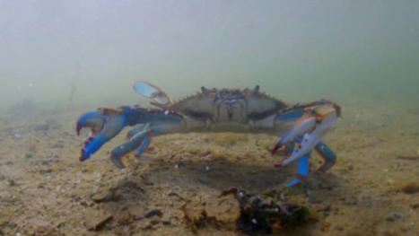 Le mystère du crabe aux pinces bleues en replay - 13h15, le samedi - France 2 | Biodiversité | Scoop.it