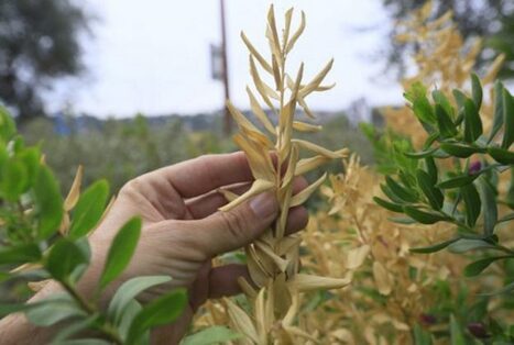 Un hongo habitual en el olivo podría ayudar a contener la enfermedad causada por la Xylella fastidiosa en la agricultura | OLIVE NEWS | Scoop.it