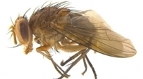 Souzalopesmyia (Diptera: Muscidae) d’Amérique du Sud : nouvelle espèce avec phylogénie basée sur des caractères morphologiques | EntomoNews | Scoop.it