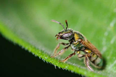 Study Identifies Hemp Pollen Nutrients for Bees, Most Hemp-Friendly Bee | World Science Environment Nature News | Scoop.it