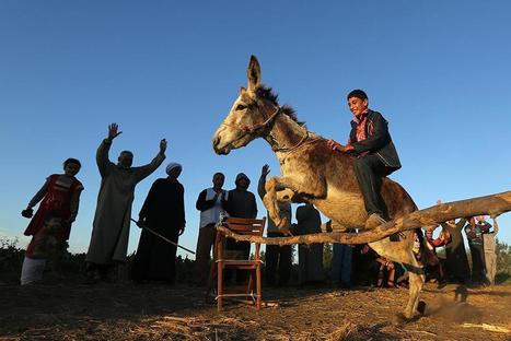 Un jeune Egyptien entraine son &acirc;ne au saut d'obstacle | Cheval et Nature | Scoop.it