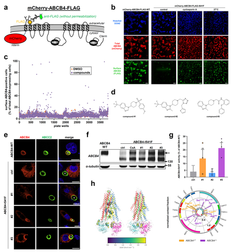 Identification de correcteurs de variants déficients du transporteur hépatobiliaire ABCB4 par une approche de criblage à haut débit | Life Sciences Université Paris-Saclay | Scoop.it