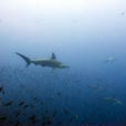 Galapagos islands Coral Reef Research: Climate Change, Coral Bleaching | Galapagos | Scoop.it