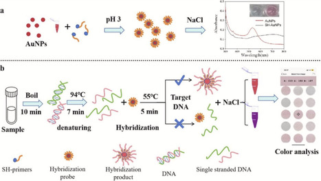 Development of a gold nanoparticle-based colorimetric assay for rapid detection of total bacterial count and coliform bacteria using the molecular hybridization approach | jmm | RMH | Scoop.it