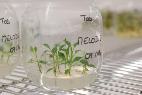 Culture in vitro : des plantes saines pour la Ville de Paris | HORTICULTURE | Scoop.it