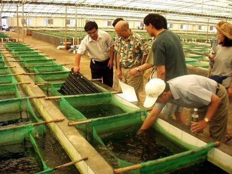 Milestone Looms for Corporate Factory Farmed Raised Fish - More, Bigger, Faster (Profits That is) | OUR OCEANS NEED US | Scoop.it