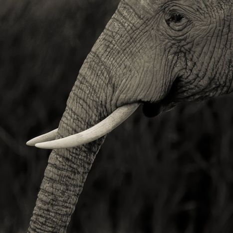 In Search Of The Perfect Moment in Africa | Everything Photographic | Scoop.it