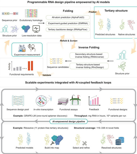 AI empowers scalable and programmable RNA design | mcell | RMH | Scoop.it