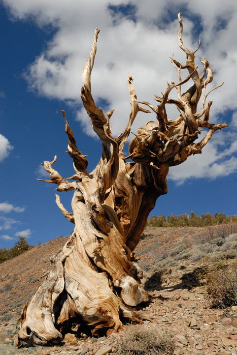 Read My Rings: The Oldest Living Tree Tells All | Human Interest | Scoop.it
