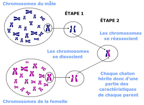 (FR) – Glossaire génétique | Coccinet – 📚 Glossarissimo!