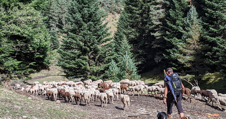 Les brebis redescendent de la montagne | Vallées d'Aure & Louron - Pyrénées | Scoop.it