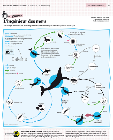 INFOGRAPHIE • La baleine, ingénieur des mers | Biodiversité - @ZEHUB on Twitter | Scoop.it