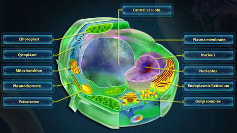 Cell and Cell Structure App An Impressive Learning Guide to Basis of Life via Tech & Learning | Android and iPad apps for language teachers | Scoop.it