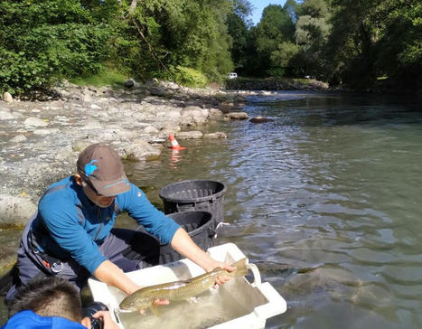 Premier bilan et poursuite du suivi piscicole de la Basse Neste – Pays des Nestes | Vallées d'Aure & Louron - Pyrénées | Scoop.it