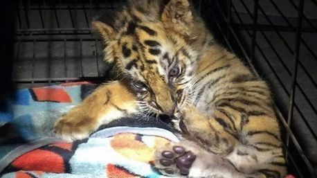 California teen halted at border with tiger cub he bought for $300 in Tijuana | Coastal Restoration | Scoop.it