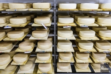Canada : Faire face à un ouragan de fromage  | Lait de Normandie... et d'ailleurs | Scoop.it