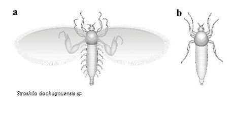 La d&eacute;couverte d'insectes fossiles en Chine l&egrave;ve le voile sur une &eacute;nigme pal&eacute;ontologique | EntomoNews | Scoop.it