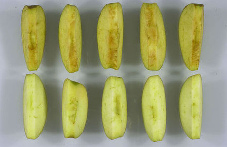 Qui veut manger une pomme OGM ? | Les nouvelles cultures de l'alimentaire | Scoop.it