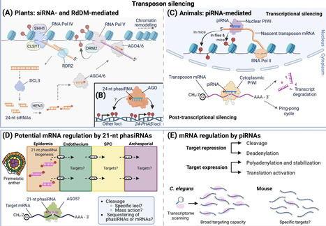 Reproductive phasiRNAs are the piRNAs of plants | Tin | RMH | Scoop.it