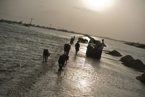 Disaster Displacement  Platform | International development | Scoop.it