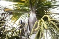 Impact sur la biodiversité : Braconnage de palmiste rouge : nouvelle alerte du Parc national et de l'ONF | Biodiversité | Scoop.it