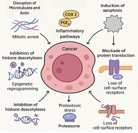 Cyanobacterial Peptides in Anticancer Therapy: A Comprehensive Review of Mechanisms, Clinical Advances, and Biotechnological Innovation | mdpi | RMH | Scoop.it