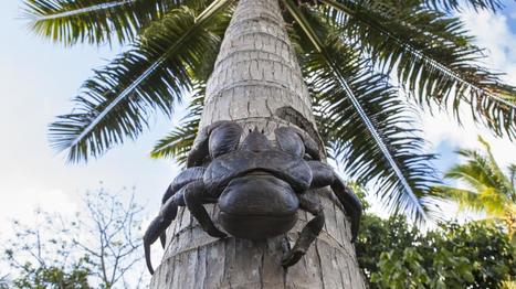 VIDEO. Un énorme crabe de cocotier attaque un oiseau pour en faire son repas | Biodiversité - @ZEHUB on Twitter | Scoop.it
