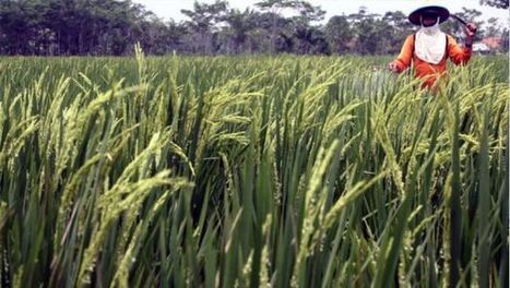 Padi Hemat Air Dikembangkan di Lampung Selatan (Indonesia) | SRI Global News ++ March - May 2025    System of Rice Intensification (SRI) | Scoop.it